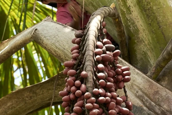 aguaje Perú