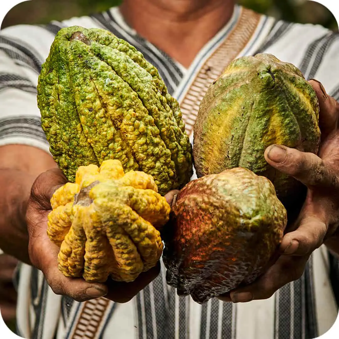 Granos de cacao Criollo fermentados de Per&uacute; (origen de suministro a granel)
