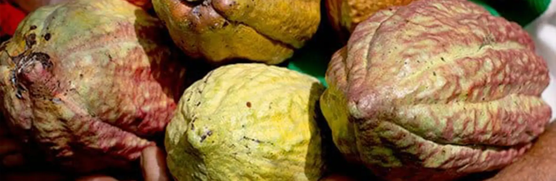 Derivados de cacao Criollo org&aacute;nico de Per&uacute; para venta al por mayor y exportaci&oacute;n