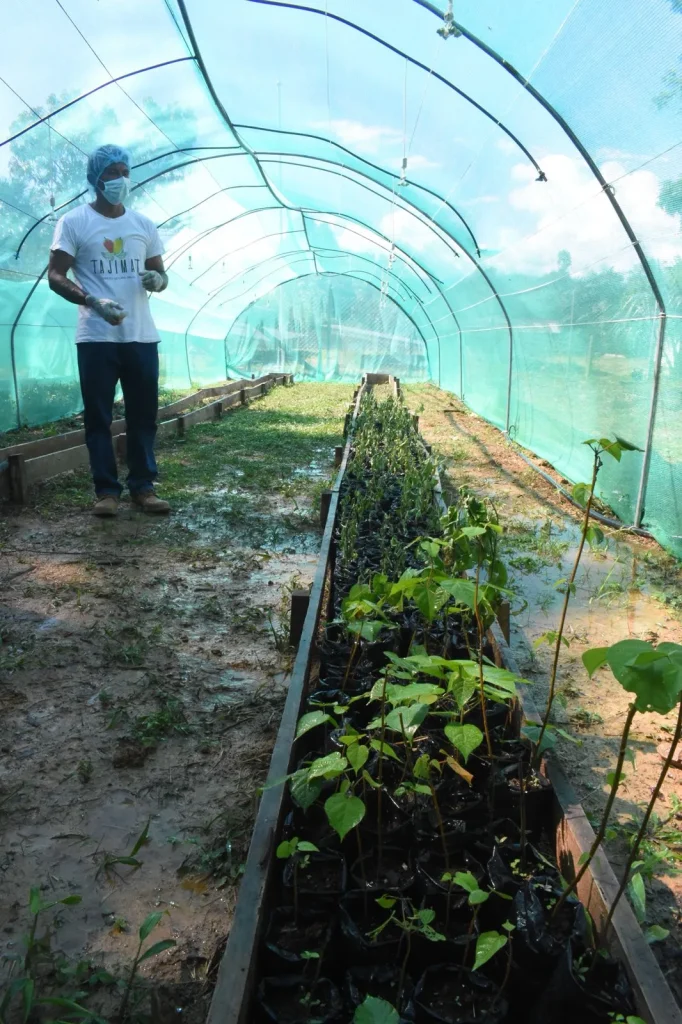 Vivero con pl&aacute;ntulas de Croton lechleri para proyectos de reforestaci&oacute;n gestionados por comunidades locales en asociaci&oacute;n con Amazon Andes.