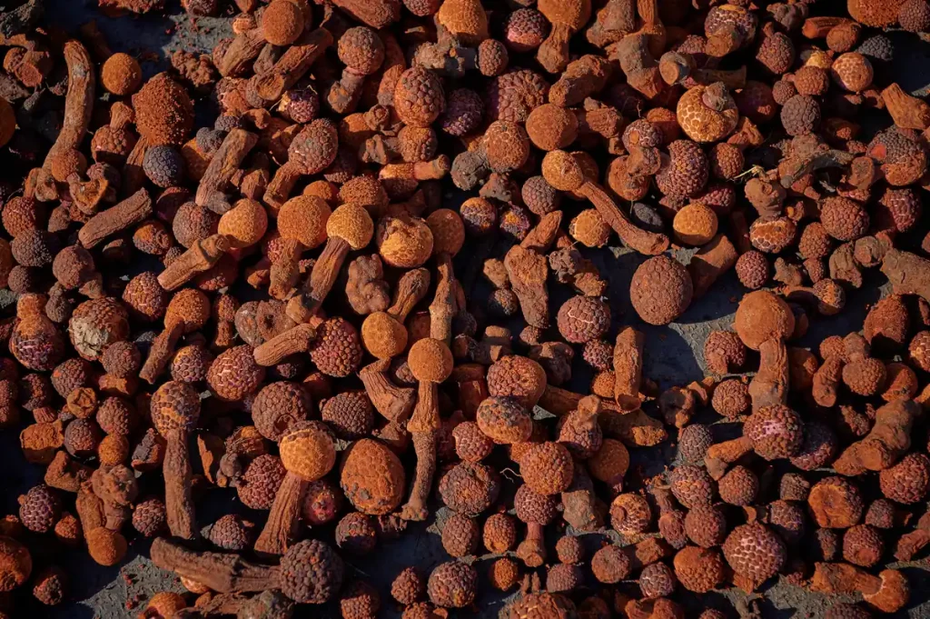Close-up de los &uacute;nicos frutos rojos crudos de Huanarpo Macho