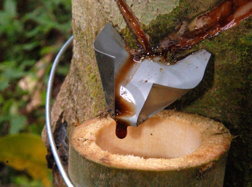 Dragon’s Blood Resin Wholesale: Sourcing, Specs & Sustainable Sangre de Grado (Croton lechleri)